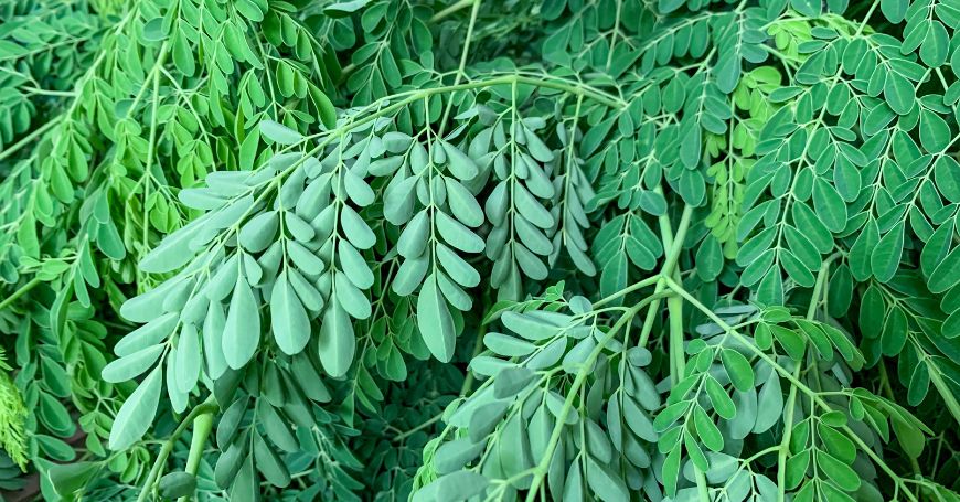 plante de moringa